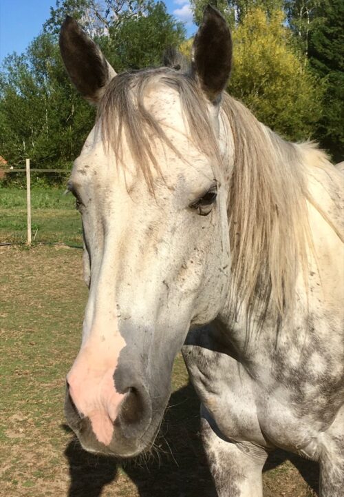 Lord cheval médiateur